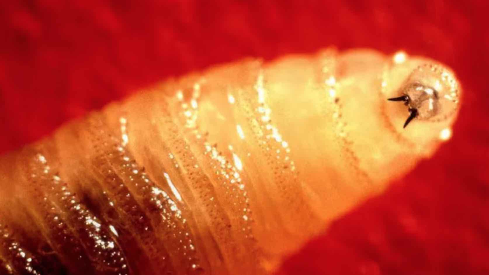 Gusano come carne reaparece tras haber sido erradicado en los a?os 60